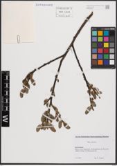 Foto von Salix cinerea L.